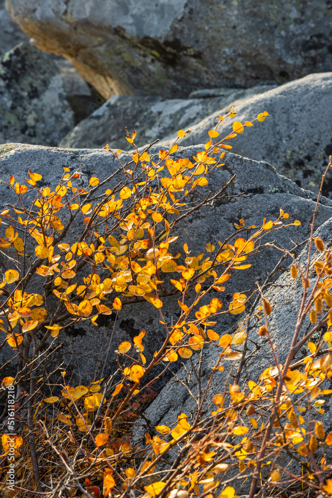 Twigs with yellowed leaves against the background of rocks. Autumn season. Shallow depth of field and blurry background. Plant close-up.