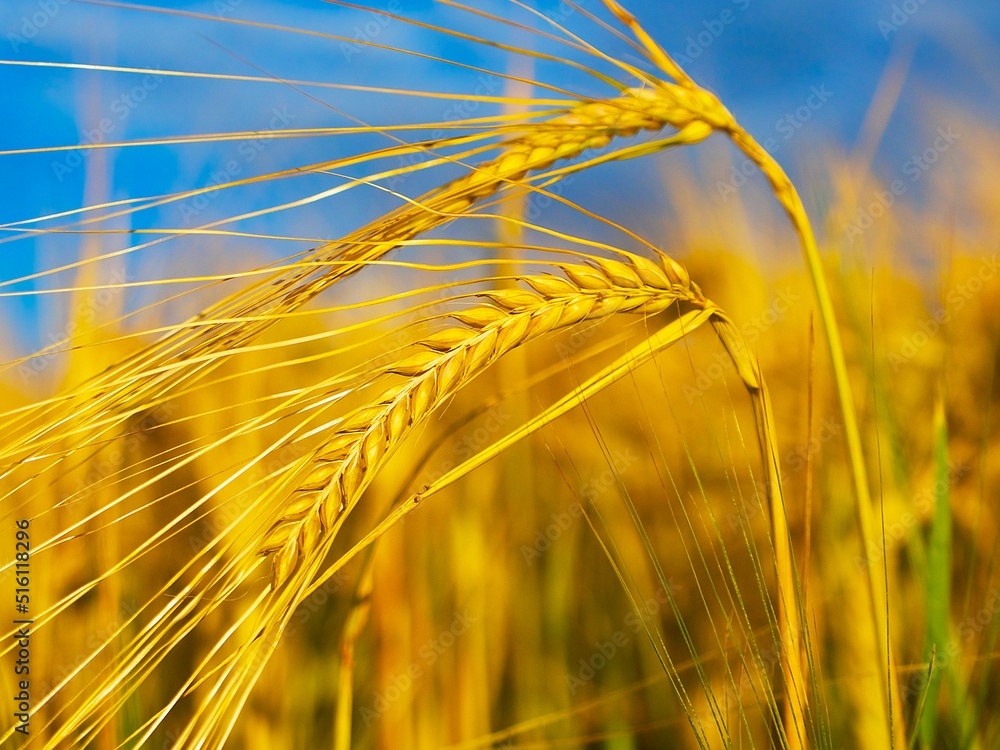 a yellow ear of barley in a field against the blue sky in warm sunlight a yellow ear of barley in a field against the blue sky in warm sunlight