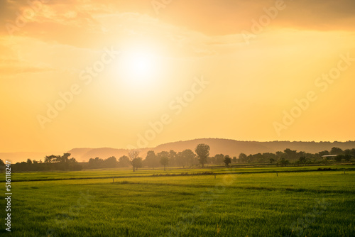 Beautiful rice fields and sunset over the field