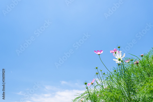 夏空とコスモス