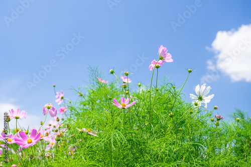 夏空とコスモス