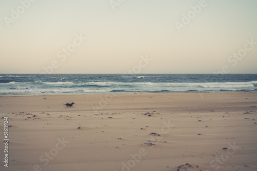 Dog running on empty beach