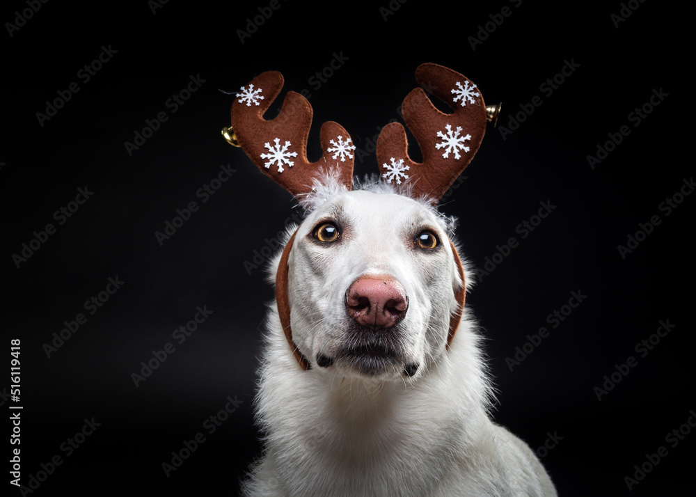 Portrait of a thoroughbred dog in a deer antler hat, highlighted on a black background.