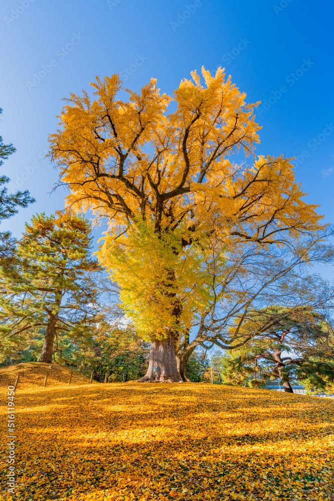 Naklejka premium いちょう 銀杏 もみじ 紅葉 momiji maple 京都 kyoto 日本 japan 秋 autumn autumnleaves 風景 和 和風