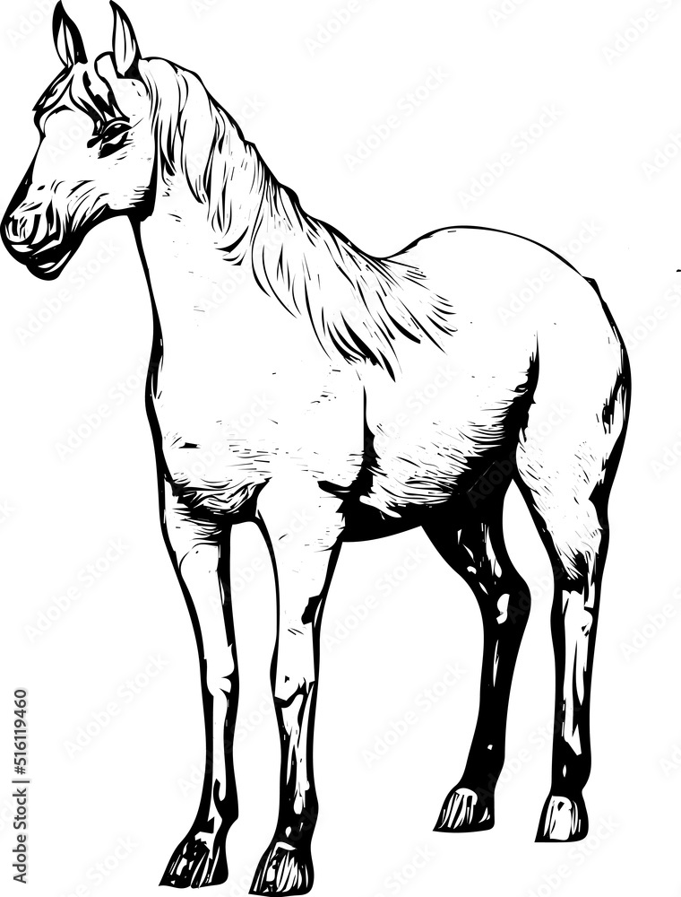 StenStencil of horse, Silhouette of horse in standing pose, Black and white sketch drawing of horse
