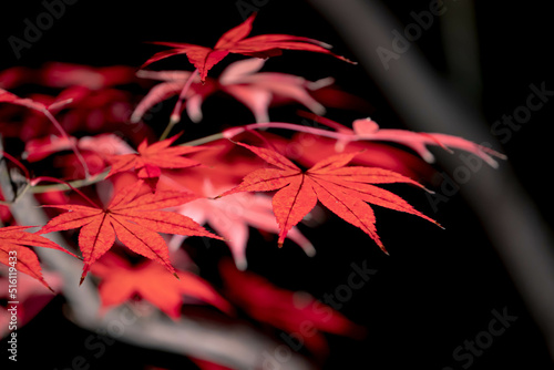 もみじ 紅葉 momiji maple 京都 kyoto 日本 japan 秋 autumn autumnleaves 風景 和 和風 photo