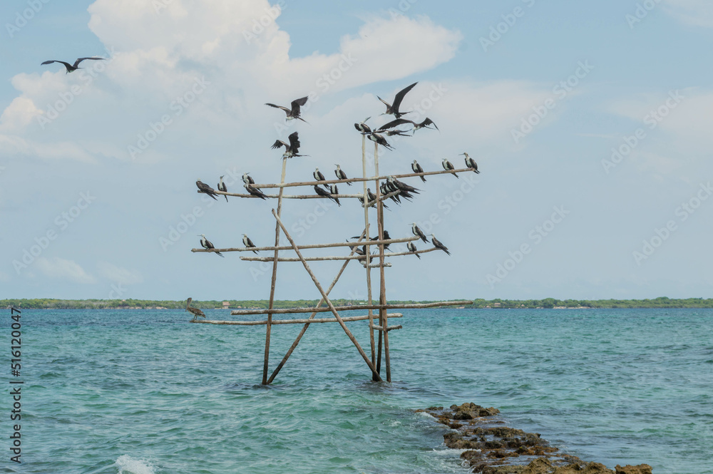Gaviotas posadas y volando al rededor de estrucutura de madera cerca de la playa en día soleado, Cartagena Colombia