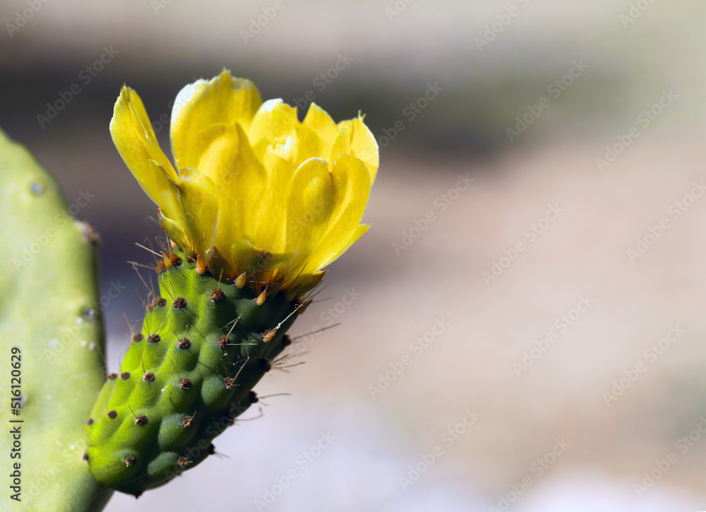 Close-up of blooming cactus with a space to copy on the right side of the image