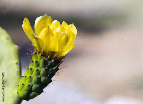 Close-up of blooming cactus with a space to copy on the right side of the image
