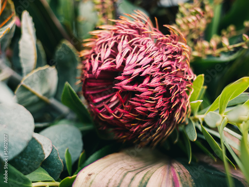 Protea flower photo