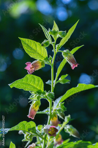 Bilde på lerret Blossoms of deadly nightshade (Atropa belladonna)