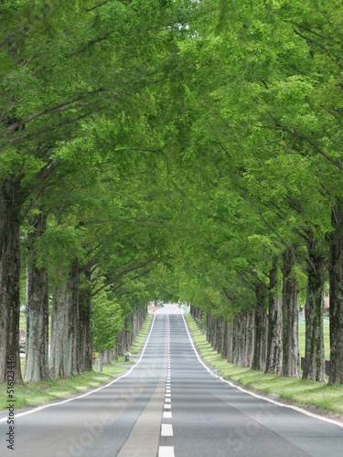 メタセコイア並木道とまっすぐ伸びた道路