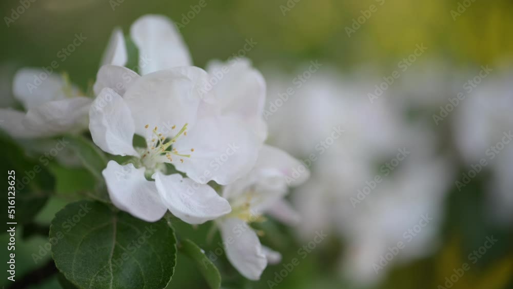 Apple blossom. White flower tree in nature background. Apple blossom. White flower tree in nature background.