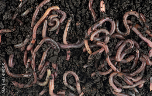 Group of earthworms in black soil as background, top view. Gardening concept. Garden compost and worms.