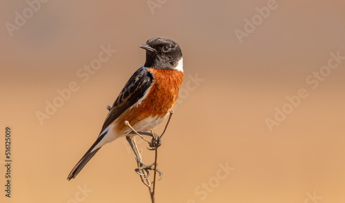 Schilderij op canvas African stonechat in South, Africa ; Specie Saxicola torquatus family of Musicap