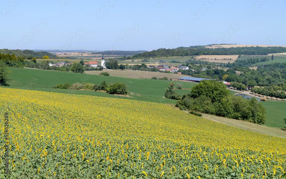 paysage agricole avec tournesol