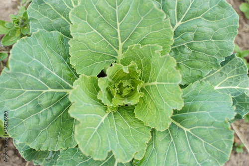 Young ornamental cabbage grows in a farmer's garden. Fresh vegetables, farming concept.