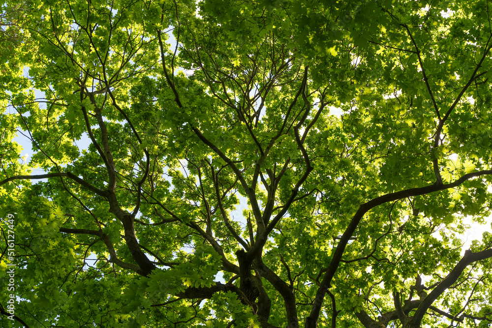 Green tree crown background. Tree in the summer sunny forest. Nature, growth, life. Green tree crown background. Tree in the summer sunny forest. Nature, growth, life.