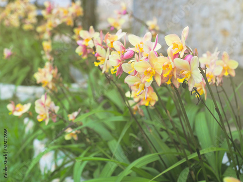yellow orchid flowers over stone wall background.