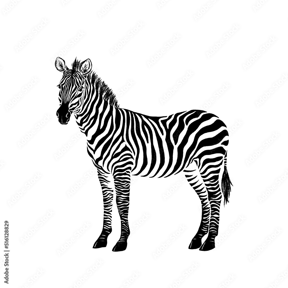 Obraz premium Zebra black ink. Brush and paint texture