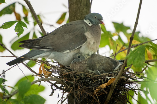 Pigeon taking care of brood