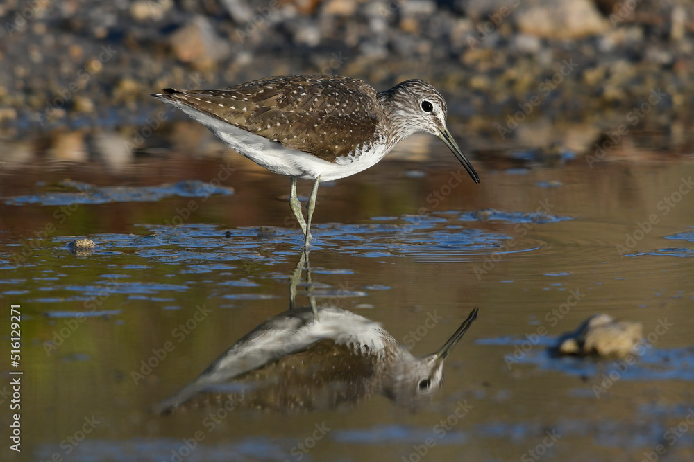 Green sandpiper // Waldwasserläufer (Tringa ochropus) Green sandpiper // Waldwasserläufer (Tringa ochropus)
