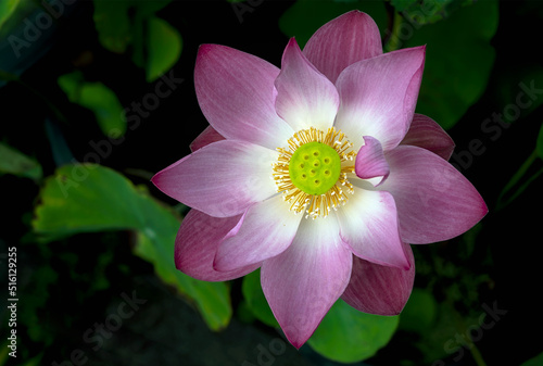 lotus flower blooming in summer pond with green leaves as background