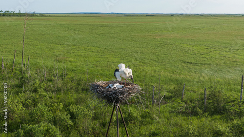 A large white stork in a nest or a stork 's nest in the Far East of Russia . Amur region photo