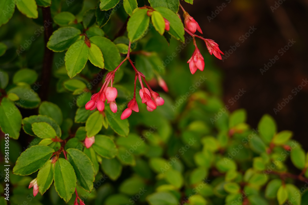 Obraz premium Begonia fuchsia plant with pink flowers in garden. 