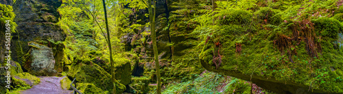 Fototapeta Naklejka Na Ścianę i Meble -  Panoramic view over magical enchanted fairytale forest with moss, lichen and fern at the hiking trail Malerweg in the national park Saxon Switzerland near Dresden, Saxony, Germany.