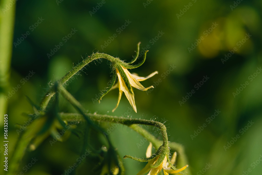 Lato w ogrodzie. Krzewy pomidora w trakcie wegetacji. Na zielonych, pokrytych włoskami łodygach widać drobne, żółte kwiaty i zielone, niedojrzałe owoce. Jest słoneczny dzień.