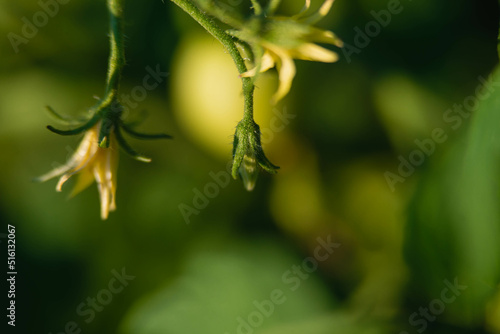 Lato w ogrodzie. Krzewy pomidora w trakcie wegetacji. Na zielonych, pokrytych włoskami łodygach widać drobne, żółte kwiaty i zielone, niedojrzałe owoce. Jest słoneczny dzień. © boguslavus
