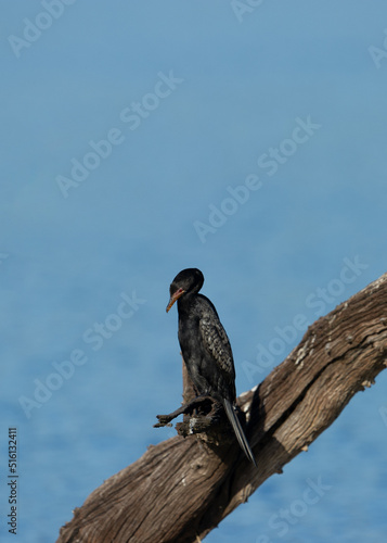  Reed Cormorant ( Phalacrocorax africanus ) Pilanesberg Nature Reserve, South Africa