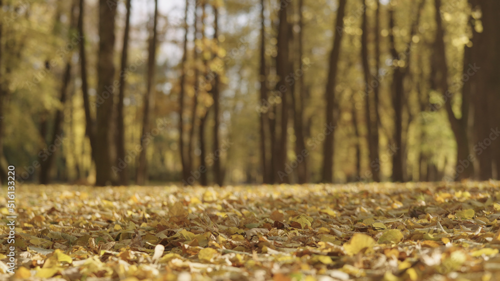 background of autumn park with falling leaves background of autumn park with falling leaves