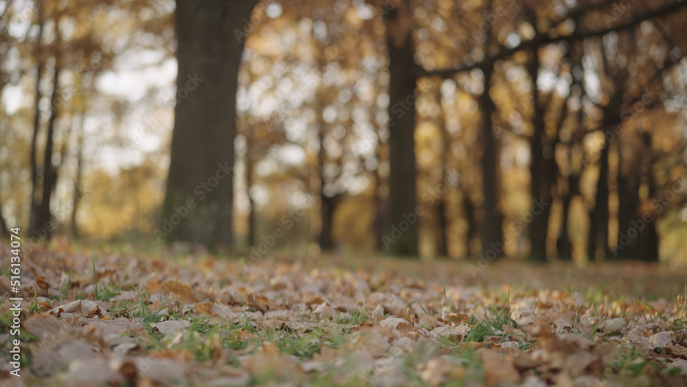 background of autumn park with fallen leaves background of autumn park with fallen leaves