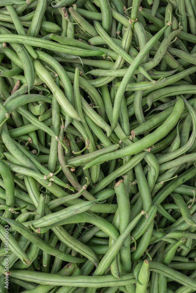 fresh organic green beans from farm close up from different angle fresh organic green beans from farm close up from different angle