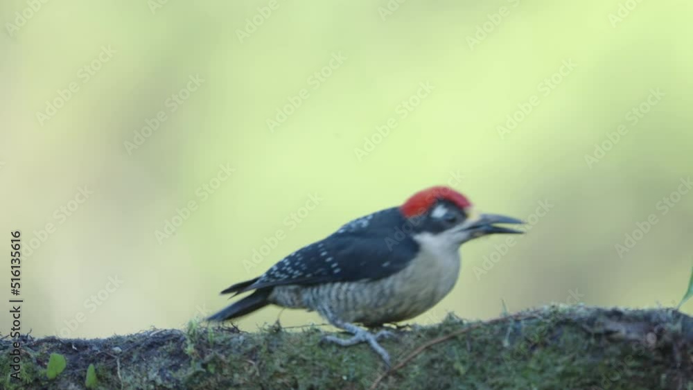 a high frame rate tracking clip of a black-cheeked woodpecker perched on a branch at boca tapada in costa rica a high frame rate tracking clip of a black-cheeked woodpecker perched on a branch at boca tapada in costa rica