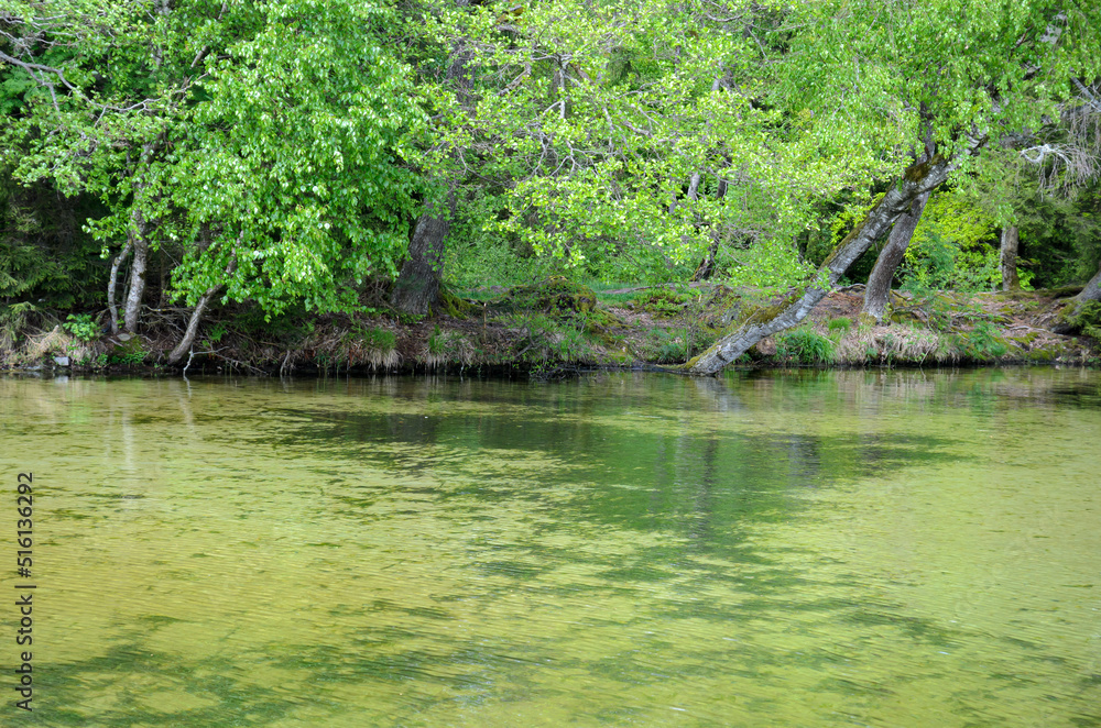 Naklejka premium grass in a pond