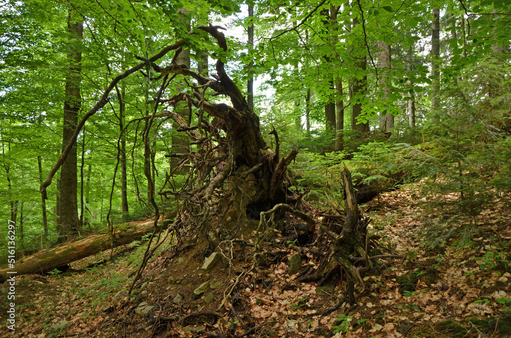 Roots of dead tree in forest