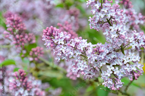 lilac flowers in the garden © Sergei