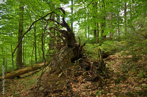 Roots of dead tree in forest © PumpedVisuals