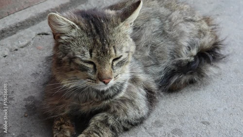 Homeless GrayCat is walking down the street. Stray cat cripple on the background of the backyard photo