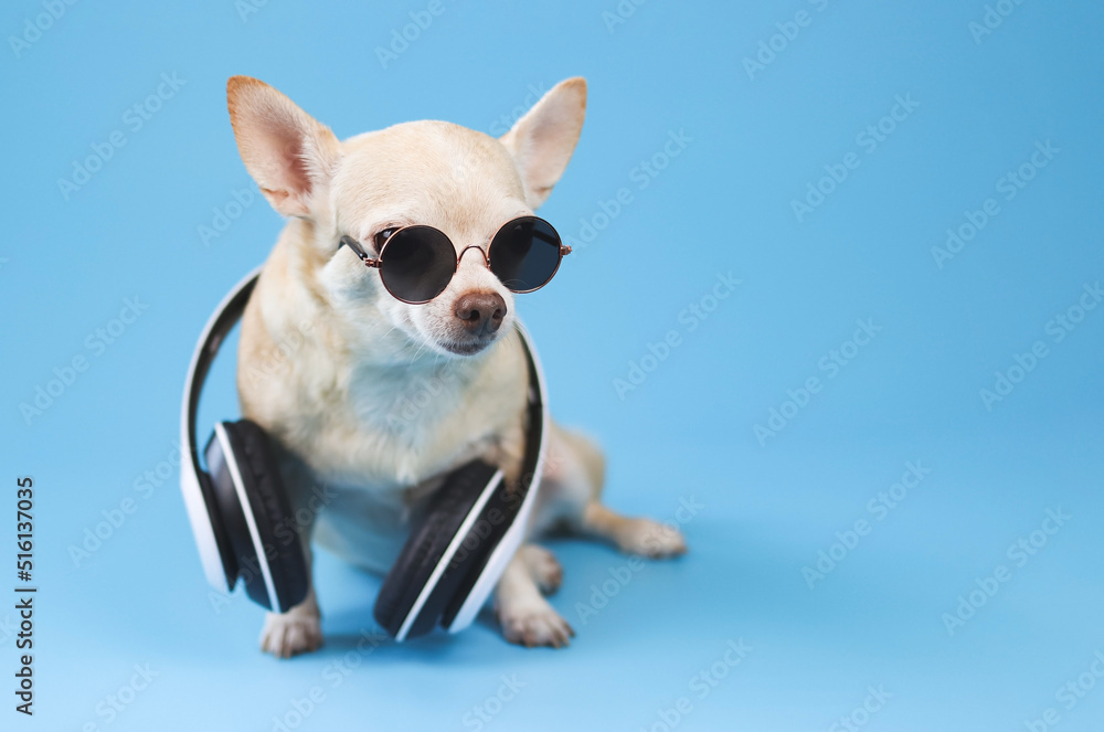 brown chihuahua dog wearing sunglasses and headphones around neck, sitting  on blue  background.  Summertime  traveling concept.