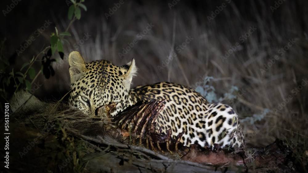 Fototapeta premium a young male leopard feasting on his warthog kill
