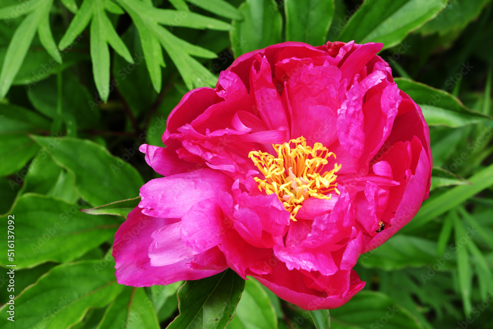 A gorgeous bright peony on a green lawn on a sunny day.