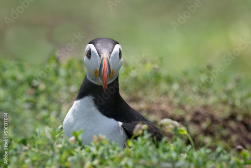 An close up half length portrait of an atlantic puffin sitting on vegetation staring at the camera © alan1951