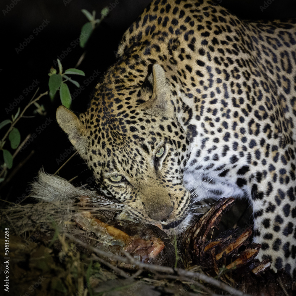 a young male leopard feasting on his warthog kill a young male leopard feasting on his warthog kill