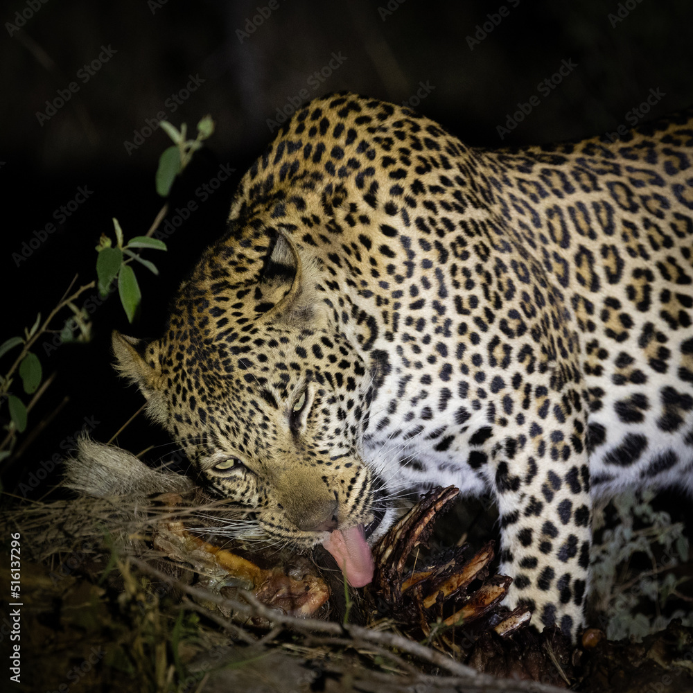 a young male leopard feasting on his warthog kill a young male leopard feasting on his warthog kill
