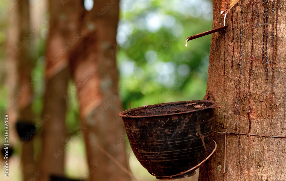Rubber tapping in rubber tree garden. Natural latex extracted from para