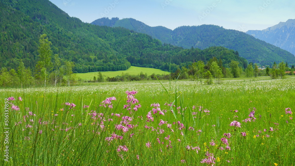 natürliche Feuchtwiese mit Blumen entlang der Ammer in Bayern zwischen Berg, Wald und blauem Himmel natürliche Feuchtwiese mit Blumen entlang der Ammer in Bayern zwischen Berg, Wald und blauem Himmel